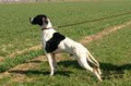 Pedigree STING DU BOIS DES PERCHES Pedigree STING DU BOIS DES PERCHES